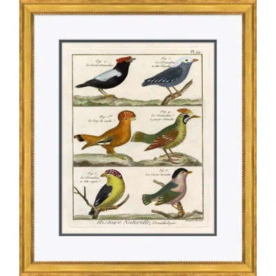 Soicher Marin 18th Century Parakeet Engravings' - Picture Frame Painting On Paper In Black;brown;orange