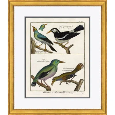 Soicher Marin 18th Century Parakeet Engravings' - Picture Frame Painting On Paper In Brown