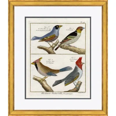 Soicher Marin '18th Century Parakeet Engravings' - Picture Frame Painting On Paper In Multi
