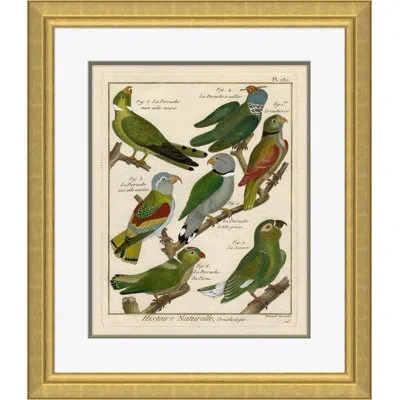 Soicher Marin '18th Century Parakeet Engravings' - Picture Frame Painting On Paper In Brown;green;cream