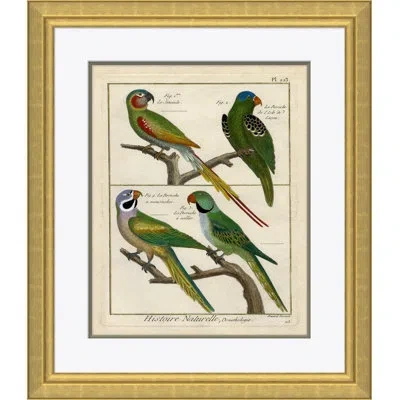 Soicher Marin '18th Century Parakeet Engravings' - Picture Frame Print On Paper In Black;green;red