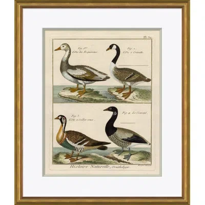 Soicher Marin '18th Century Parakeet Engravings' - Picture Frame Print On Paper In Brown;white;beige