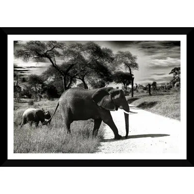 Soicher Marin 'african Elephants' - Picture Frame Photograph On Paper In Black;white