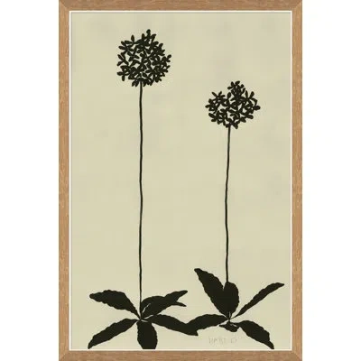 Soicher Marin 'allium' By Susan Hable - Picture Frame Drawing Print On Paper In Neutral