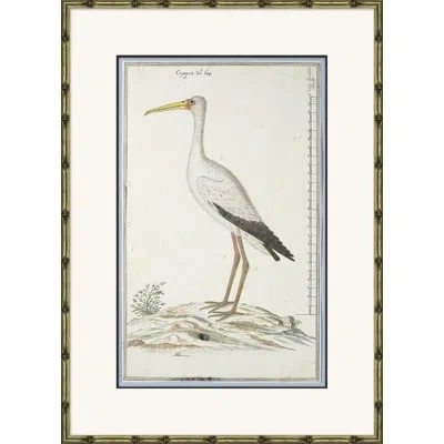 Soicher Marin 'bird Drawings, Circa 1777' Picture Frame Painting In Black;brown;yellow