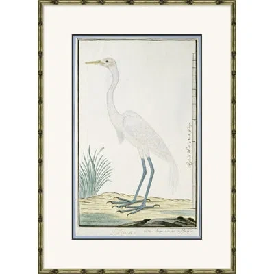 Soicher Marin 'bird Drawings, Circa 1777' Picture Frame Painting In Blue;beige;ivory