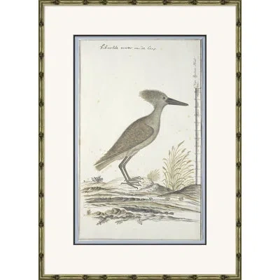 Soicher Marin 'bird Drawings, Circa 1777' Picture Frame Painting In Brown;gray;ivory