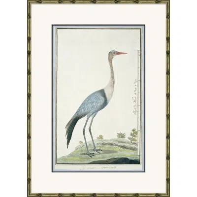 Soicher Marin 'bird Drawings, Circa 1777' - Picture Frame Painting On Paper In Blue;black;ivory