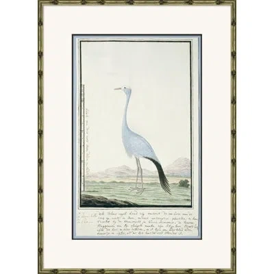 Soicher Marin 'bird Drawings, Circa 1777' - Picture Frame Painting On Paper In Blue;green;ivory