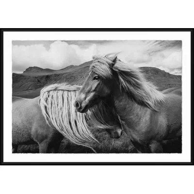 Soicher Marin Black And White Horse - Picture Frame Photographic Print On Paper