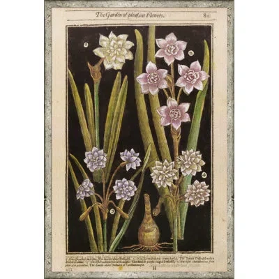Soicher Marin Black Background Botanicals - Picture Frame Drawing Print In Black;green;beige;pink