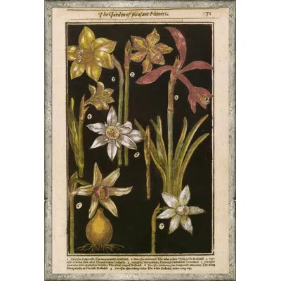 Soicher Marin Black Background Botanicals - Picture Frame Drawing Print In Black;green;red;beige