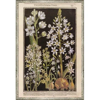 Soicher Marin Black Background Botanicals - Picture Frame Drawing Print In Black;white;green