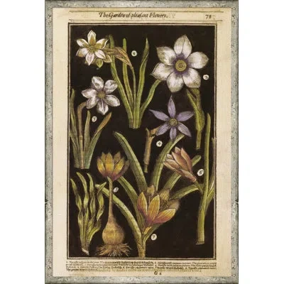 Soicher Marin Black Background Botanicals - Picture Frame Drawing Print In Black;white;green;beige