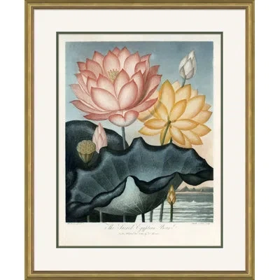 Soicher Marin 'botanicals 4' By Robert John Thornton Picture Frame Painting In Multi