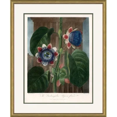Soicher Marin 'botanicals 5' By Robert John Thornton - Picture Frame Painting On Paper In Blue;brown;green;crimson