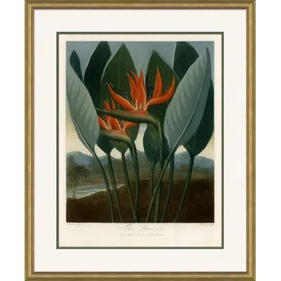Soicher Marin 'botanicals 6' By Robert John Thornton - Picture Frame Painting On Paper In Green;orange