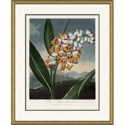 Soicher Marin 'botanicals' By Robert John Thornton - Picture Frame Painting On Paper In Multi