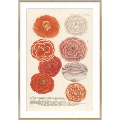 Soicher Marin 'botanicals' Picture Frame Drawing Print In Gray;beige;pink;orange