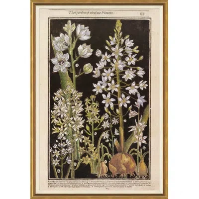 Soicher Marin 'botanicals' - Picture Frame Painting Print On Paper In Black;green;purple