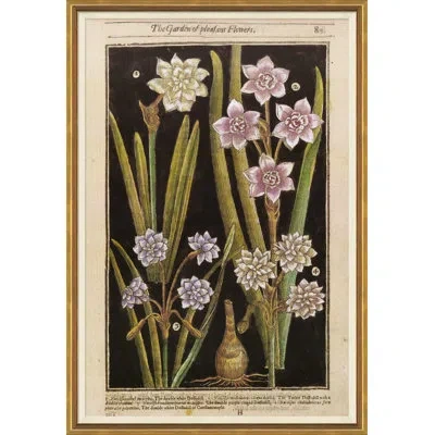 Soicher Marin 'botanicals' - Picture Frame Painting Print On Paper In Black;green;purple
