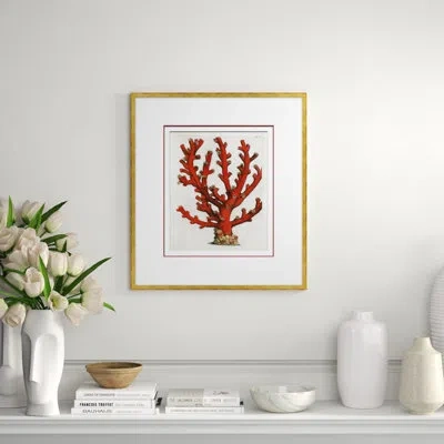 Soicher Marin Coastal Collection - Coral In Red - Picture Frame Graphic Art On Paper