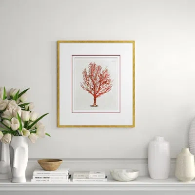 Soicher Marin Coastal Collection - Coral In Red - Picture Frame Graphic Art On Paper In Multi