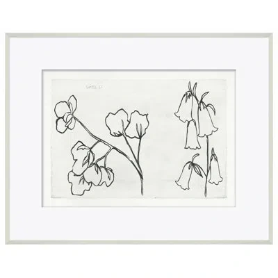 Soicher Marin '' Cotton" By Susan Hable - Picture Frame Drawing Print On Paper In Black;white