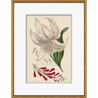Soicher Marin Curtis's Botanicals - Picture Frame Painting On Paper In Green;red;purple