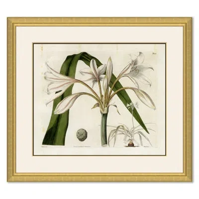 Soicher Marin Curtis Floral Studies - Picture Frame Painting In White;green