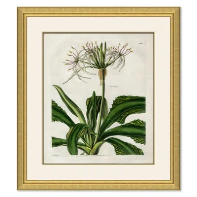 Soicher Marin Curtis Floral Studies - Picture Frame Painting In White;green;yellow