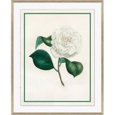 Soicher Marin Flora I - Picture Frame Graphic Art On Paper In Green;beige