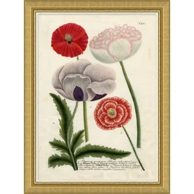 Soicher Marin 'flora In Pink' Picture Frame Painting In Green;red;pink