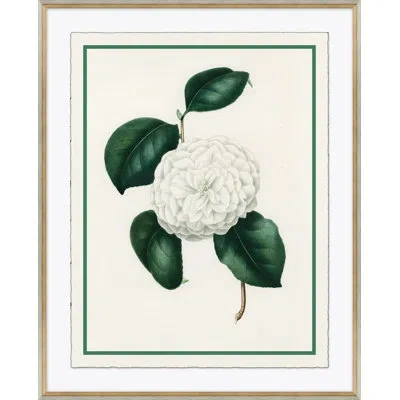 Soicher Marin 'flora Vi' - Picture Frame Print On Paper In Green;beige
