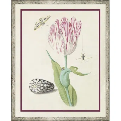 Soicher Marin Flower, Seashell And Insect Iii - Picture Frame Painting On Paper In Multi