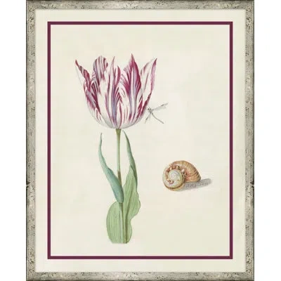 Soicher Marin 'flower Seashell And Insect Iv' - Picture Frame Painting On Paper In Multi