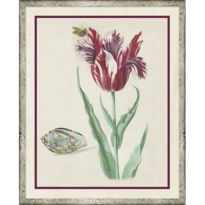 Soicher Marin 'flower, Seashell And Insect Vi' - Picture Frame Painting Print On Paper In Multi