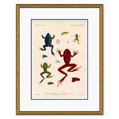 Soicher Marin Frogs - Picture Frame Graphic Art Print In Blue;green;red