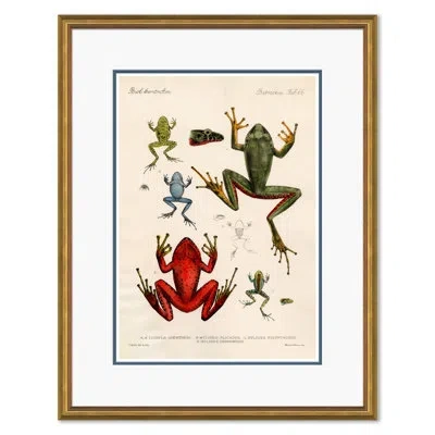 Soicher Marin Frogs - Picture Frame Graphic Art Print In Blue;green;red