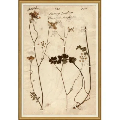Soicher Marin 'herbarium 1' Picture Frame Painting In Brown;beige