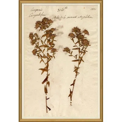 Soicher Marin Herbarium 10 - Picture Frame Print On Paper In Brown;beige