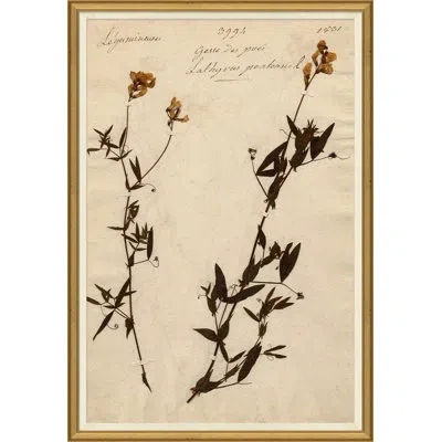 Soicher Marin Herbarium 11 - Picture Framed Print On Paper In Neutral