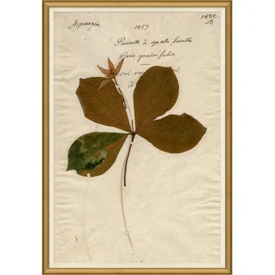 Soicher Marin 'herbarium 2' Picture Frame Painting In Brown;beige;dark Green