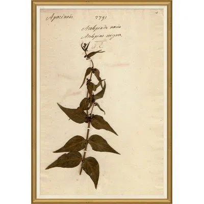 Soicher Marin 'herbarium 4' Picture Frame Painting In Brown;beige