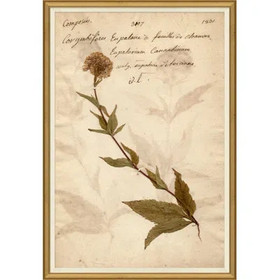 Soicher Marin 'herbarium 6' Picture Frame Painting In Brown;beige