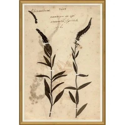 Soicher Marin 'herbarium 7' Picture Frame Painting In Brown;beige