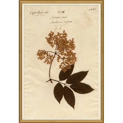 Soicher Marin Herbarium 9 - Picture Frame Print On Paper In Brown;beige