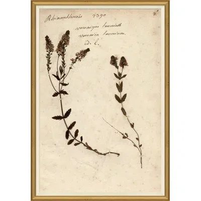 Soicher Marin 'herbarium' Picture Frame Painting In Brown;beige