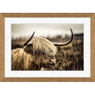 Soicher Marin Highlands Cow - Picture Frame Photograph Print In Brown Framed