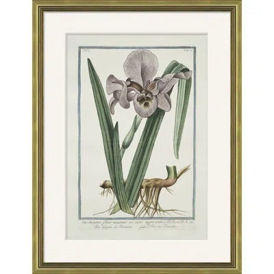 Soicher Marin Hortus Romanus 1772-1793 10 - Picture Frame Print On Paper In Multi